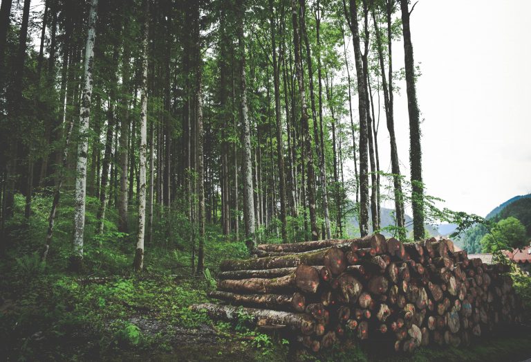 Forestry-768x523